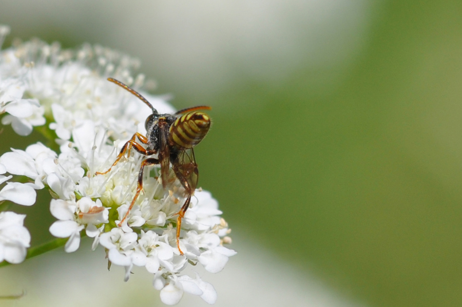 Nomada sp.